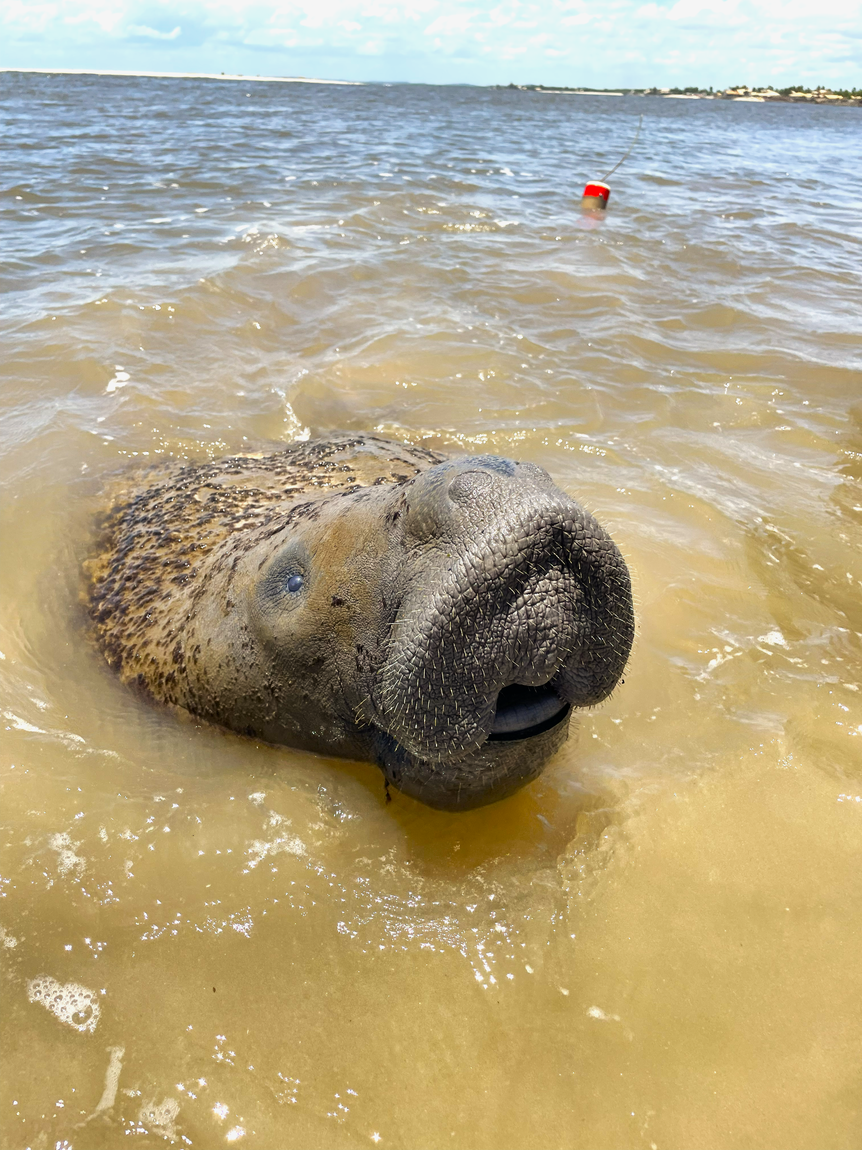 ASTRO: A HISTÓRIA QUE PODE TRANSFORMAR A CONVIVÊNCIA ENTRE PESSOAS E A FAUNA MARINHA NO BRASIL