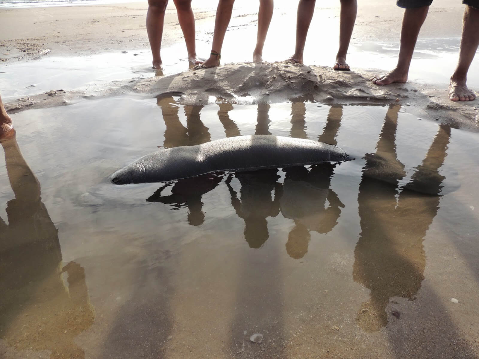 Imagem 2 de Filhote de peixe-boi marinho é resgatado em praia no litoral norte da Paraíba