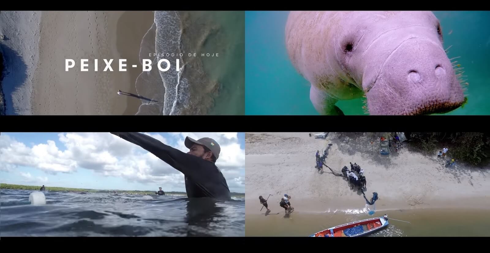 Imagem de Trabalho de conservação do peixe-boi marinho na Paraíba é tema de documentário da National Geographic