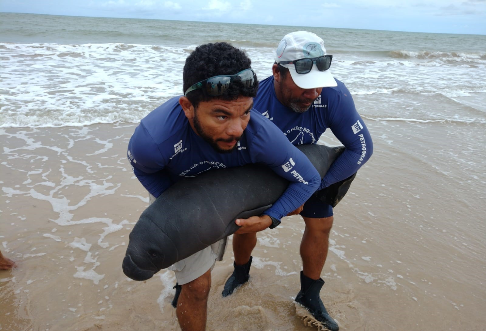 Imagem 1 de Filhote de peixe-boi-marinho é resgatado no litoral sul da Paraíba