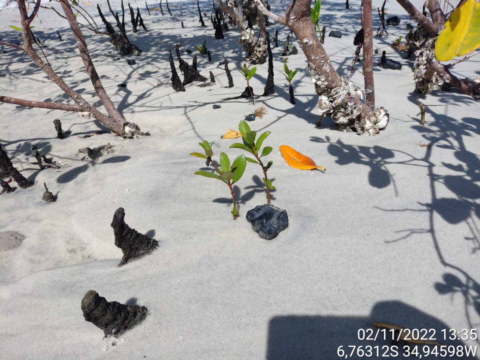 Imagem 3 de Fragmentos de óleo aparecem no litoral norte da Paraíba, local de ocorrência de peixes-bois-marinhos