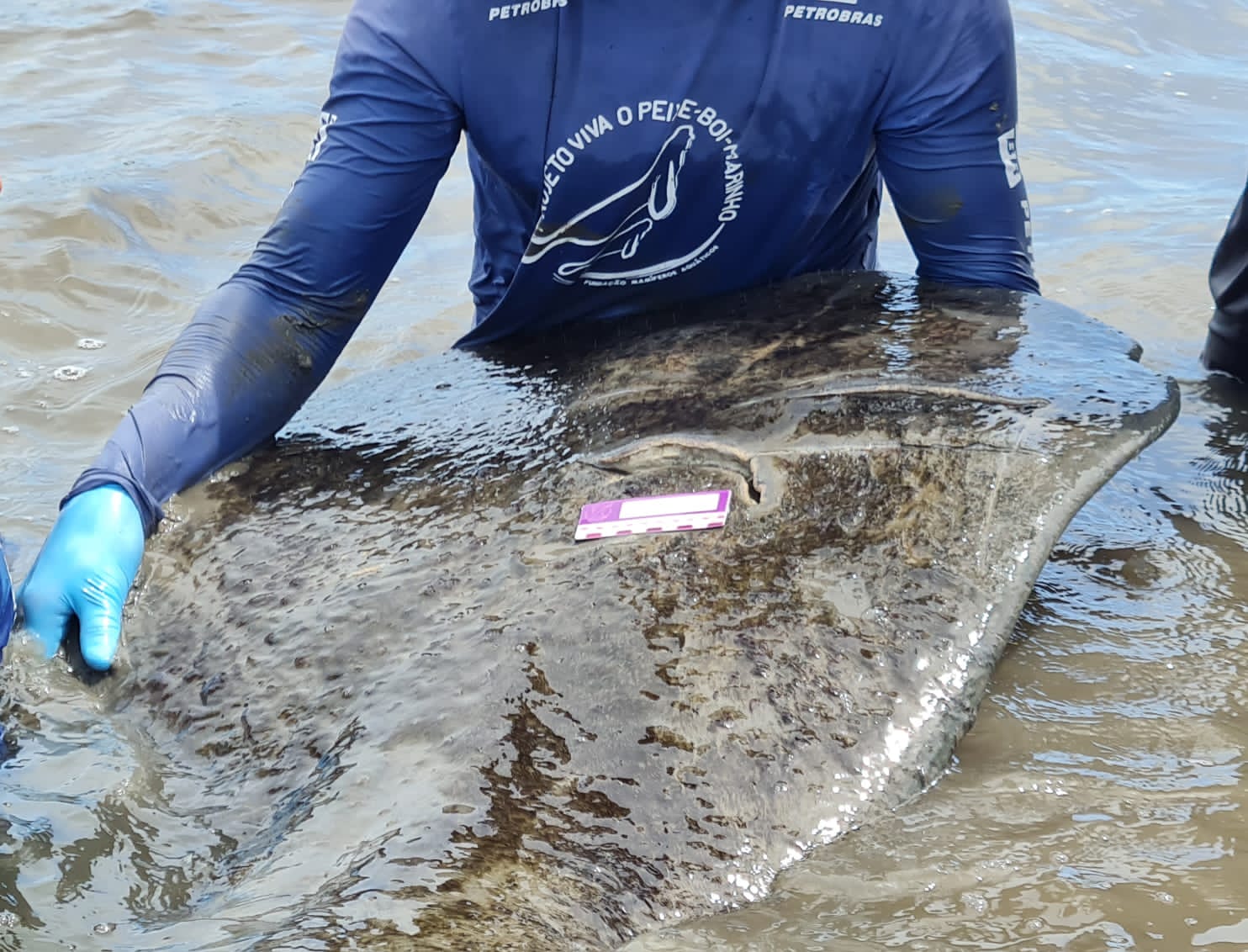 Imagem 7 de Peixe-boi-marinho “Tupã” é encontrado gravemente ferido no litoral sul de Sergipe