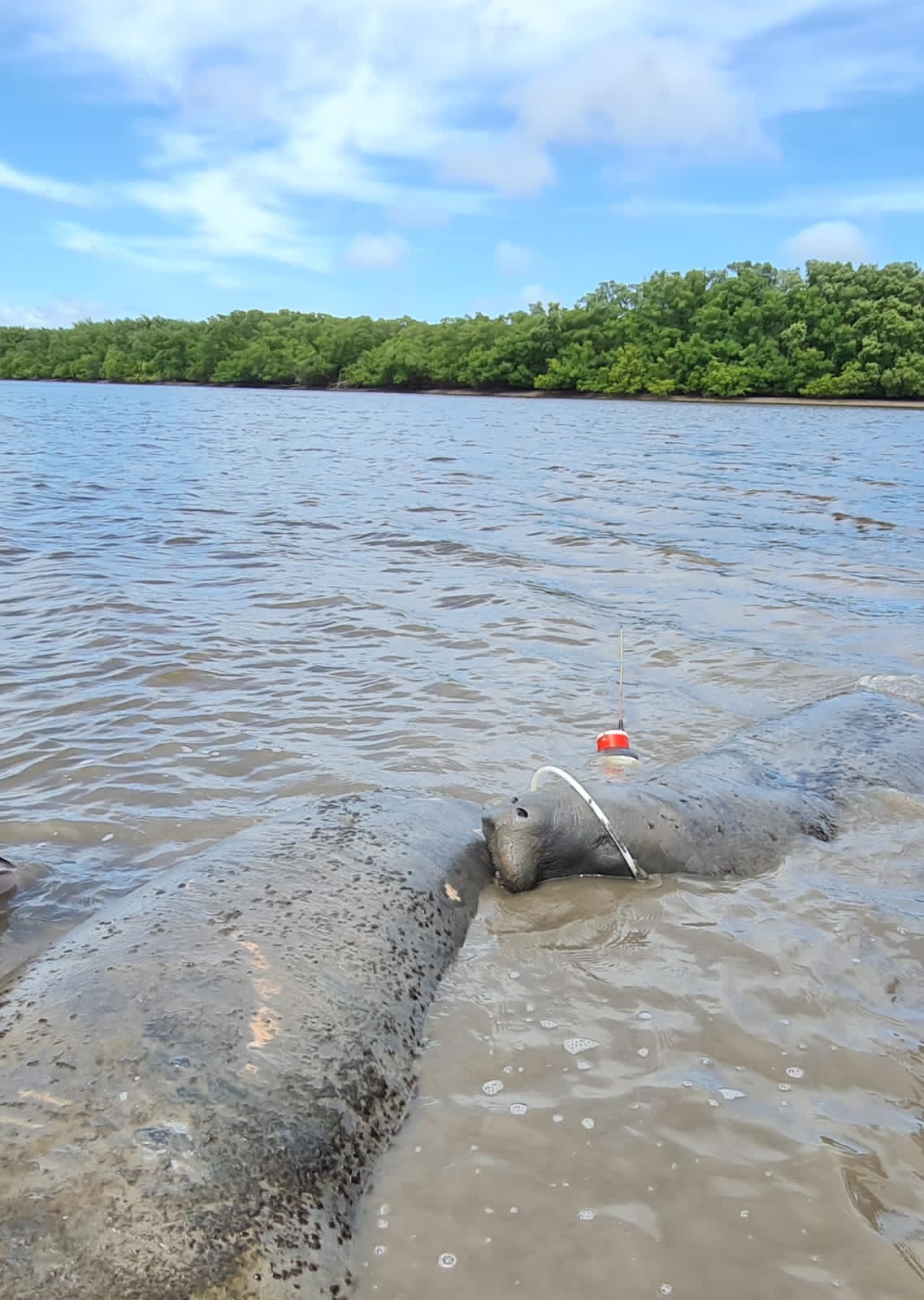 Imagem 2 de Peixe-boi-marinho “Tupã” é encontrado gravemente ferido no litoral sul de Sergipe