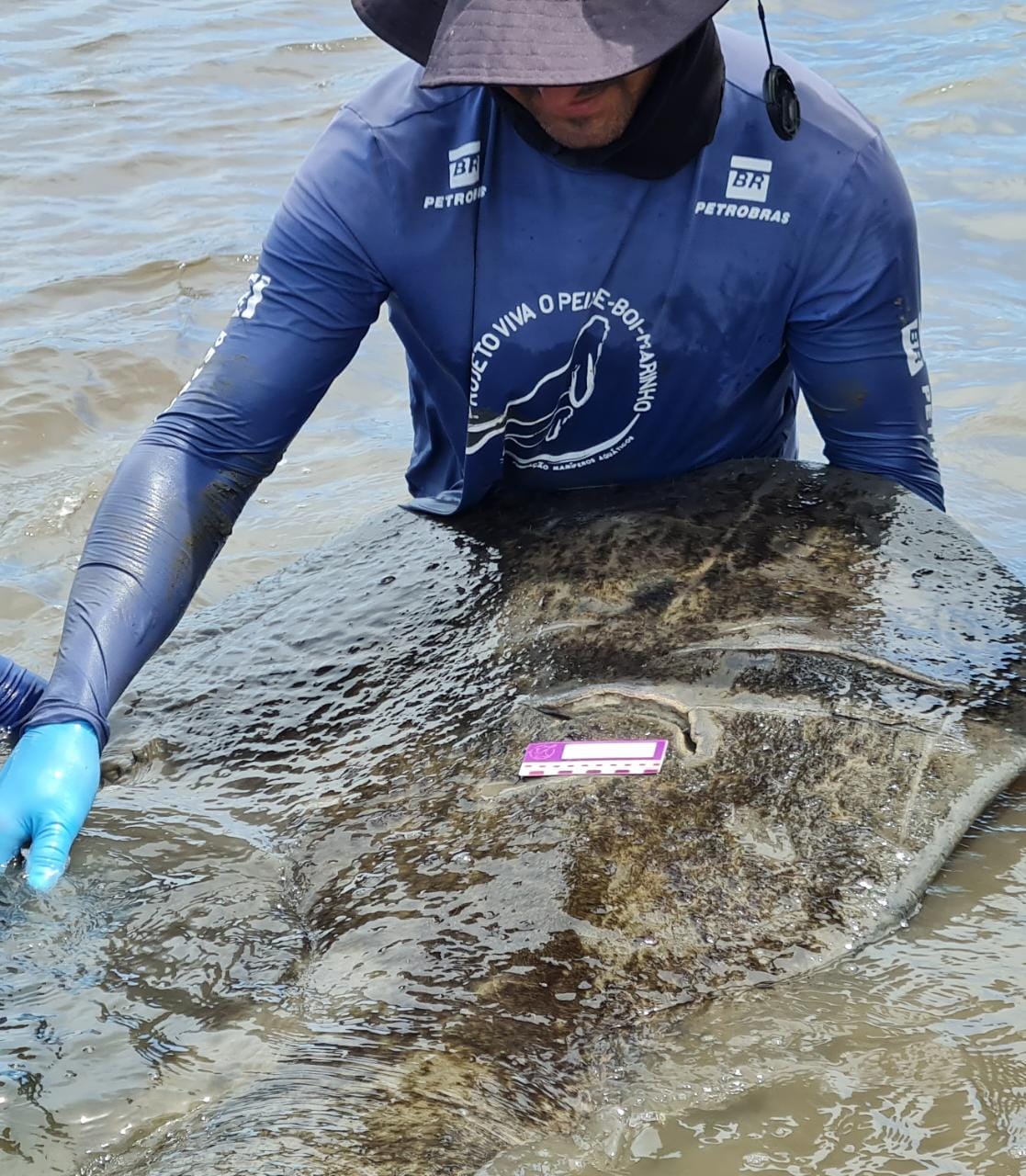 Imagem 3 de Peixe-boi-marinho “Tupã” é encontrado gravemente ferido no litoral sul de Sergipe
