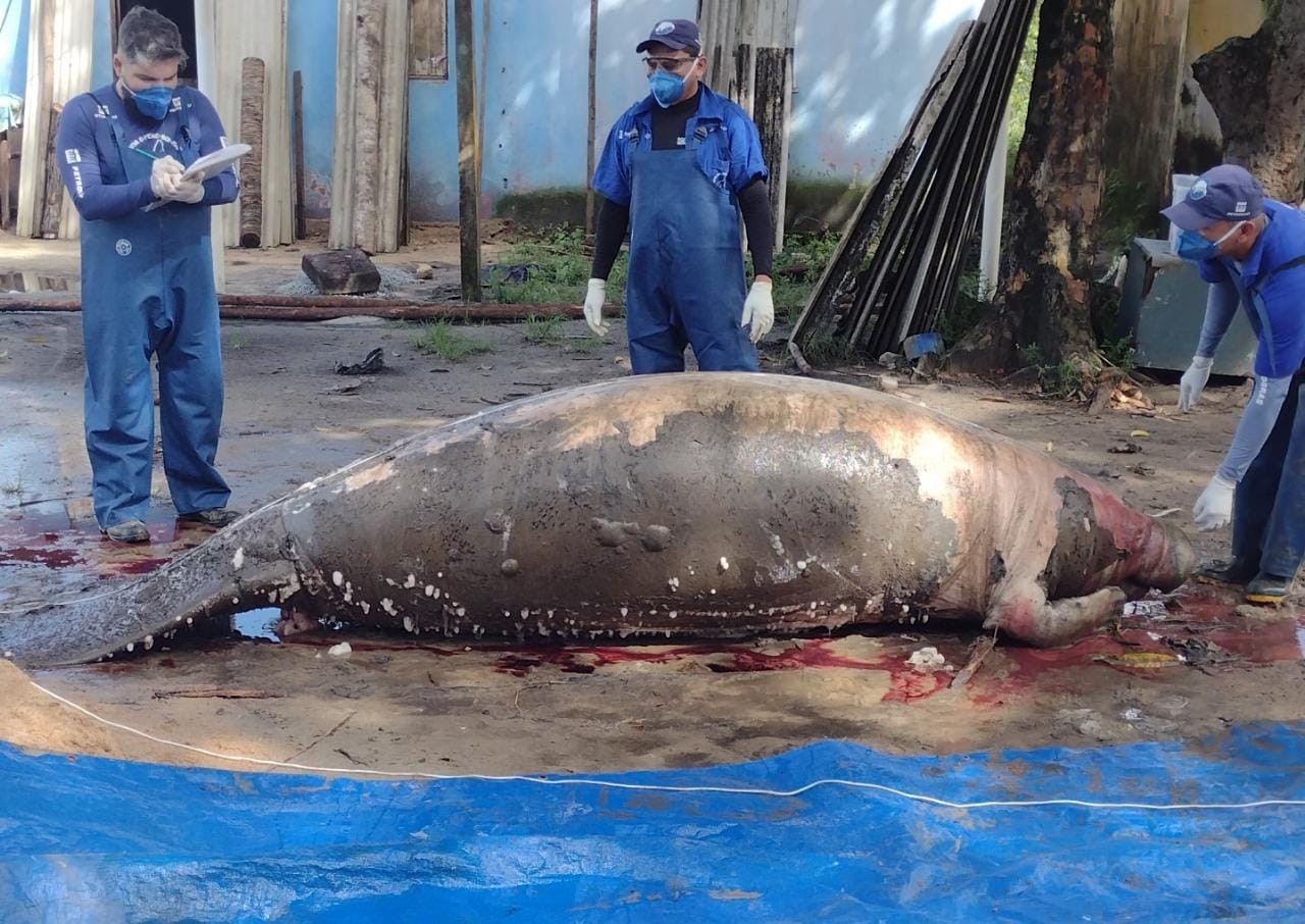 Imagem 1 de Duas fêmeas de peixe-boi-marinho foram encontradas mortas no litoral sul da Paraíba